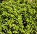 Macierzanka cytrynowa ‘Aurea’ (Thymus citriodorus) 